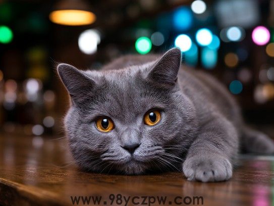 深居简出生肖猫，探寻猫咪悠闲生活的独特哲学秘诀