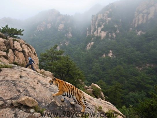 勇闯虎山难避险，明知山有虎偏行，揭秘成语生肖谜题！