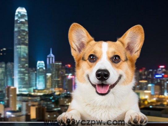 生肖狗的智慧担当之道，强者反己生肖之美解析