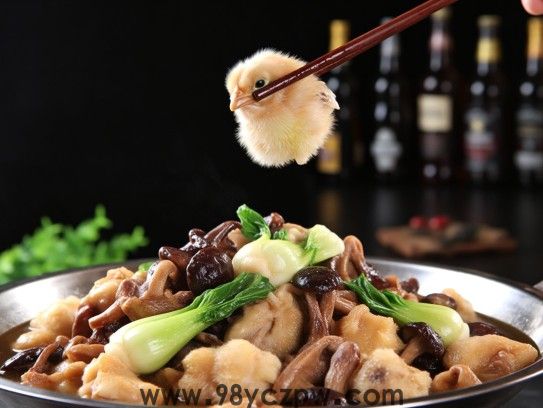 小鸡炖蘑菇青菜搭配揭秘，生机勃勃美味佳肴背后的生肖成语寓意