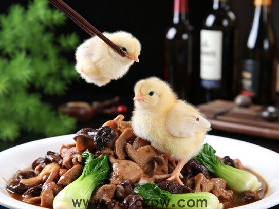 小鸡炖蘑菇青菜搭配揭秘，生机勃勃美味佳肴背后的生肖成语寓意